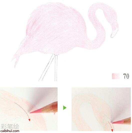 火烈鳥彩鉛教程