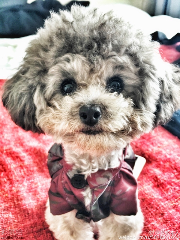 小兔子怎么用彩鉛畫