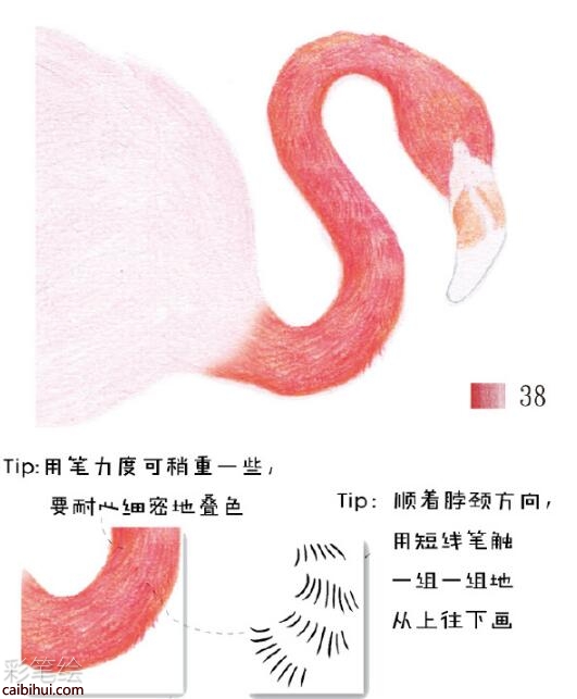 火烈鳥彩鉛教程