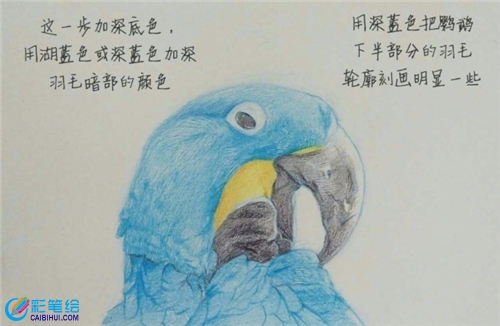 彩鉛畫鸚鵡步驟