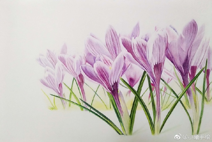 彩鉛畫(huà)花卉好心情