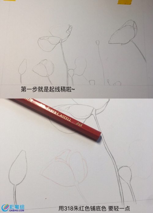 彩鉛虞美人教程