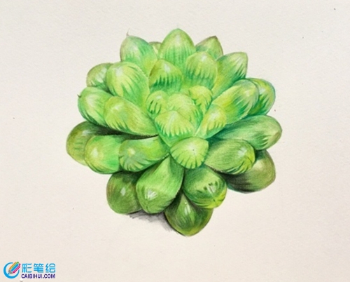 多肉玉露彩鉛手繪教程
