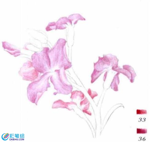 彩鉛畫紫羅蘭的步驟