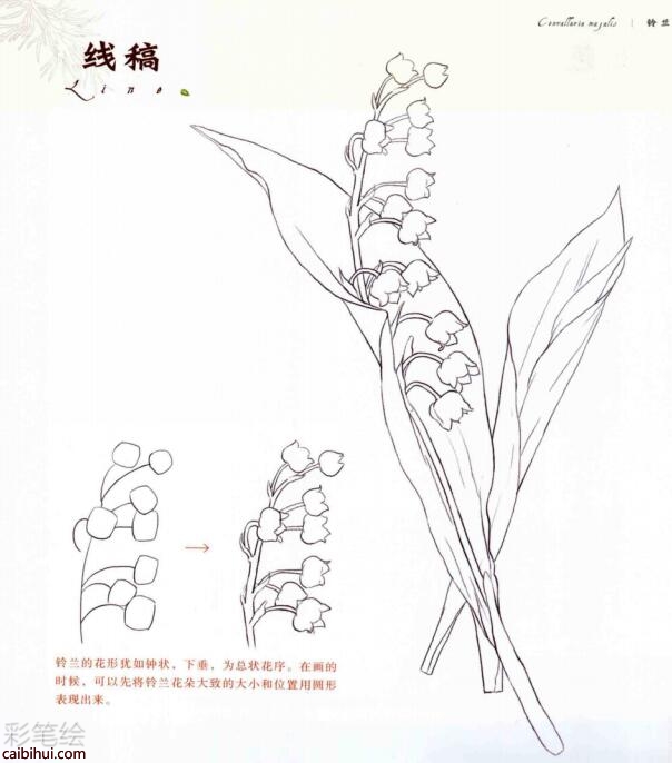 彩鉛畫鈴蘭花