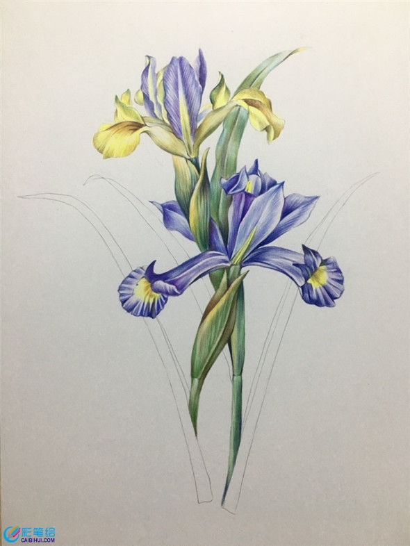 彩鉛畫教程：鳶尾花彩鉛畫具體畫法教程