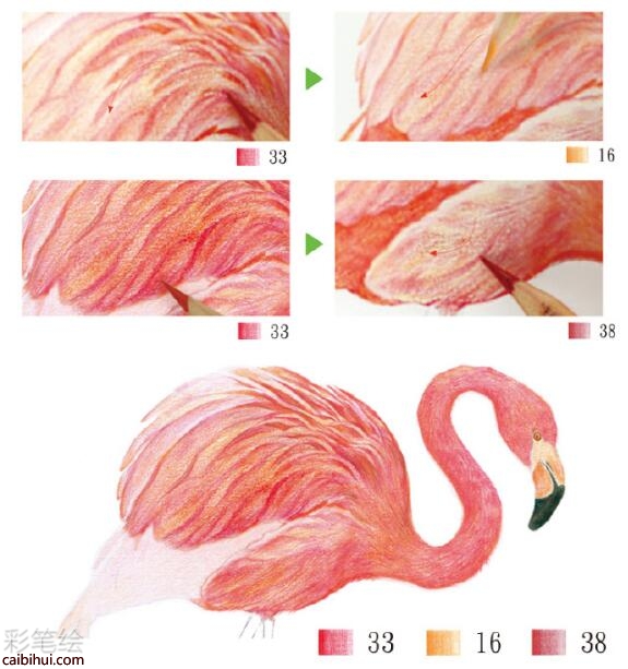 火烈鳥彩鉛教程