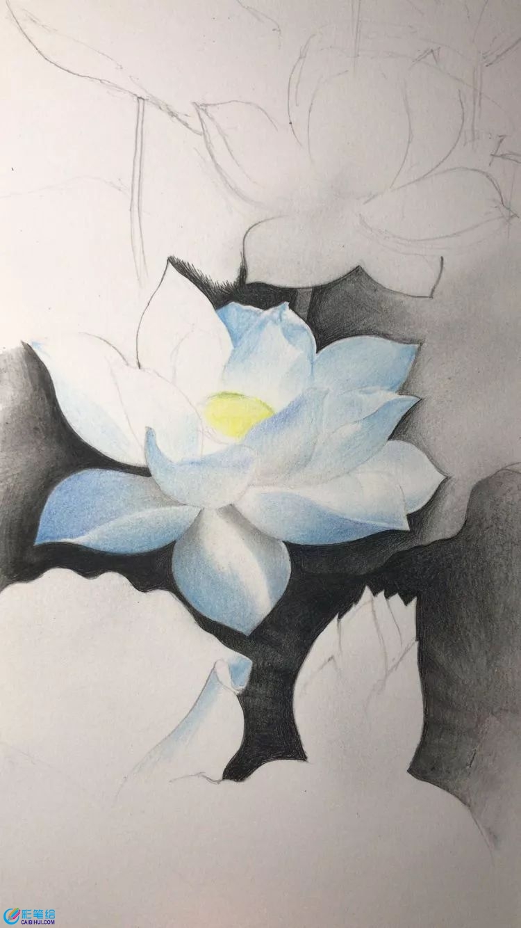 彩鉛畫(huà)白蓮