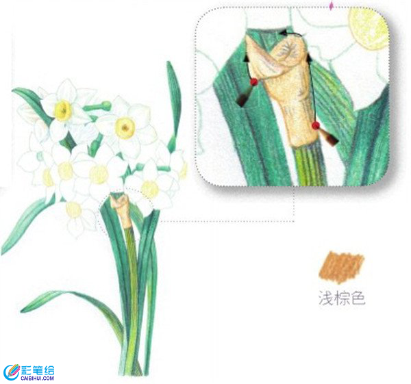 彩鉛畫水仙花的畫法