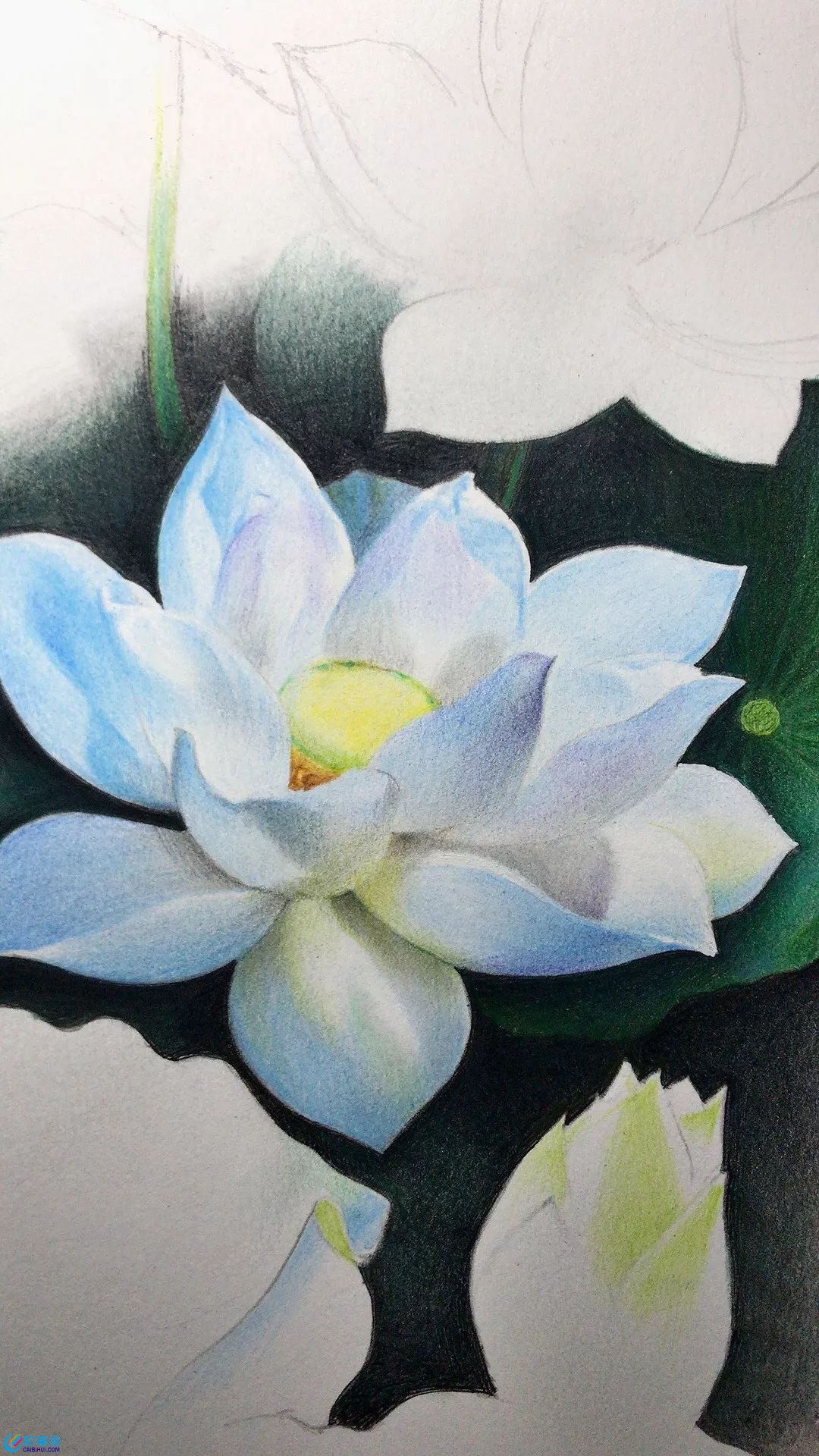 彩鉛畫(huà)白蓮
