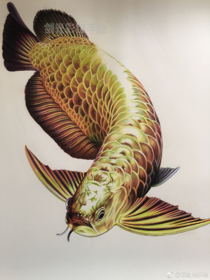 彩鉛畫(huà)金龍魚(yú)