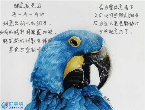 彩鉛畫鸚鵡步驟