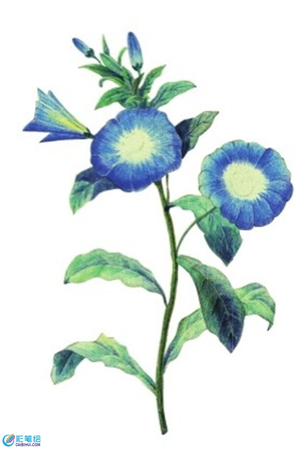 花莖上色