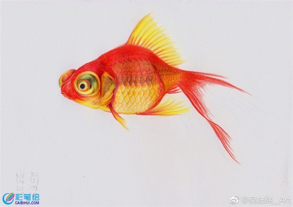 彩鉛畫動物：金魚的彩鉛畫教程