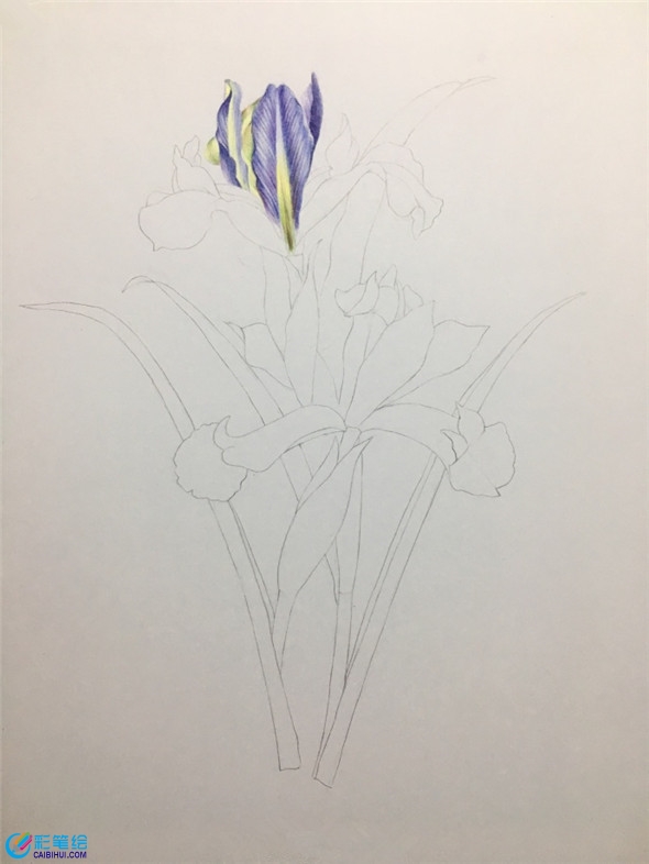 彩鉛畫教程：鳶尾花彩鉛畫具體畫法教程