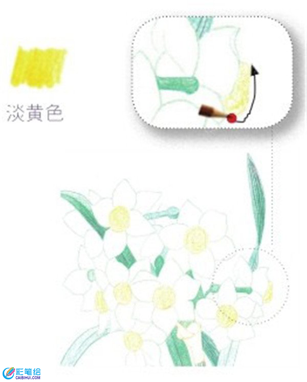 彩鉛畫水仙花的畫法