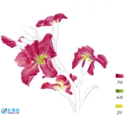 彩鉛畫紫羅蘭的步驟