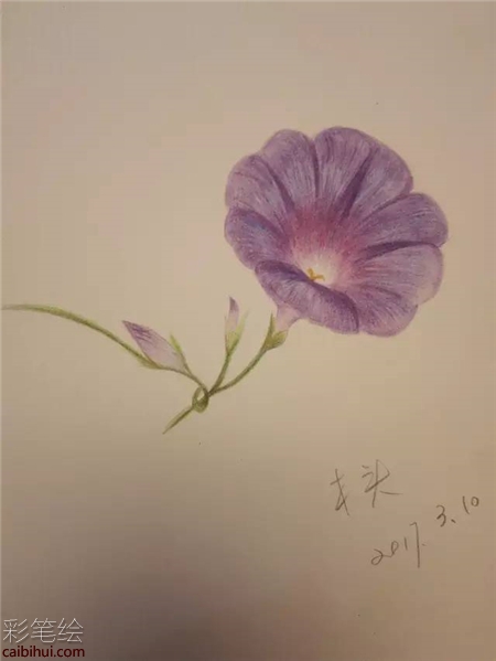 牽牛花彩鉛畫教程