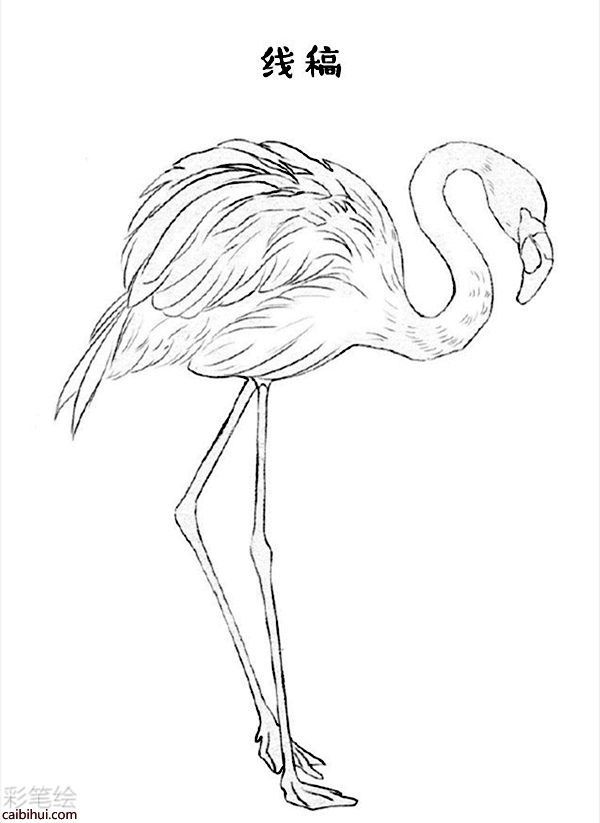 火烈鳥彩鉛教程