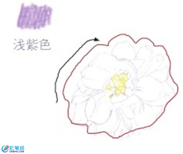 月季花的線稿繪制