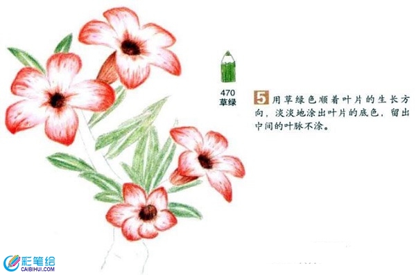 沙漠玫瑰彩鉛畫怎么畫？彩鉛畫花卉繪畫教程