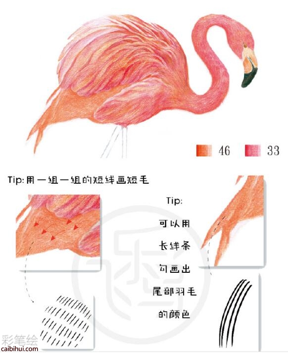 火烈鳥彩鉛教程