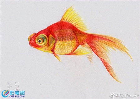 彩鉛畫動物：金魚的彩鉛畫教程
