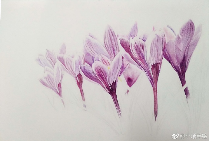 彩鉛畫(huà)花卉好心情