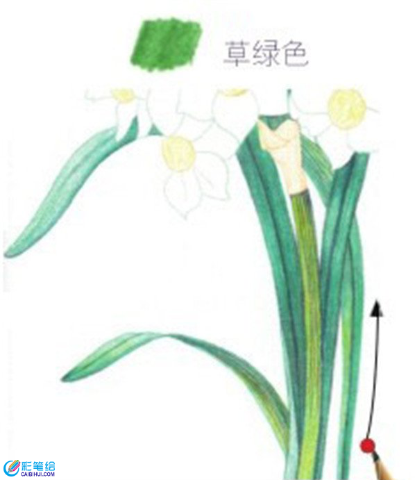 彩鉛畫水仙花的畫法