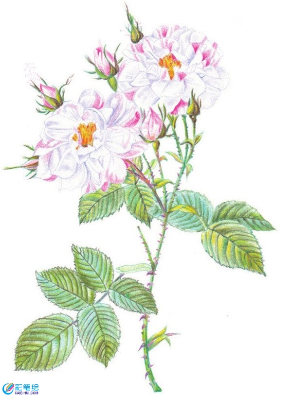 月季花與玫瑰花的對比