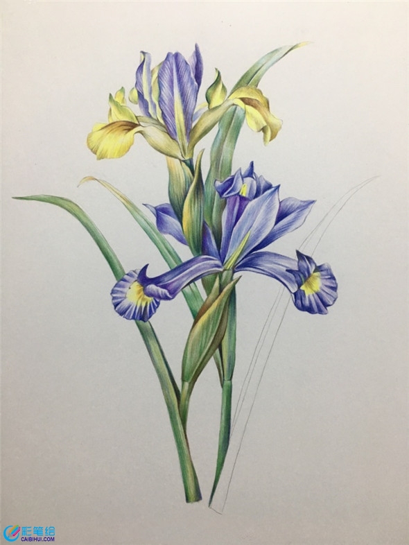 彩鉛畫教程：鳶尾花彩鉛畫具體畫法教程