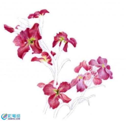 彩鉛畫紫羅蘭的步驟