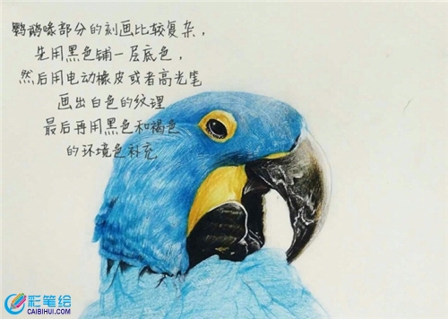 彩鉛畫鸚鵡步驟