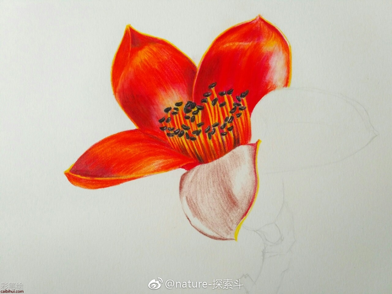 彩鉛畫(huà)木棉花教程