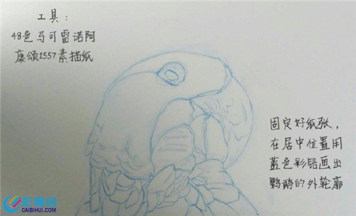 彩鉛畫鸚鵡步驟