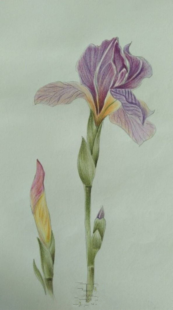 鳶尾花彩鉛畫(huà)手繪教程