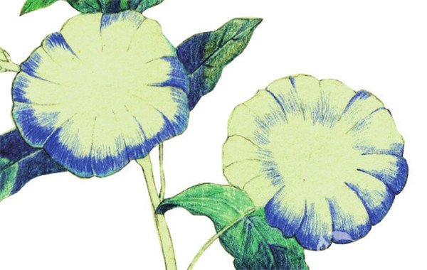 花瓣上色