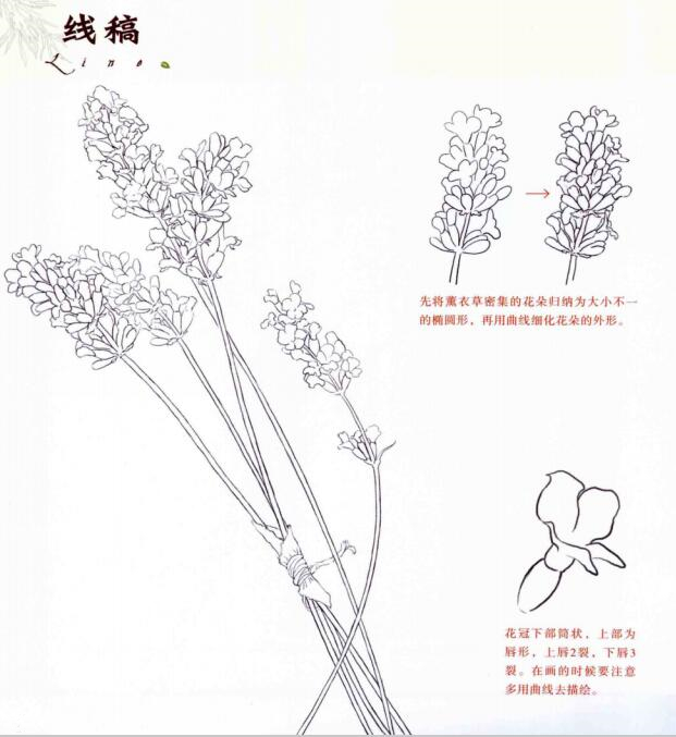 彩鉛薰衣草的畫(huà)法步驟