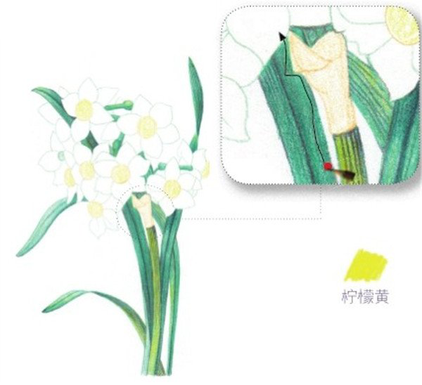 彩鉛畫水仙花的畫法