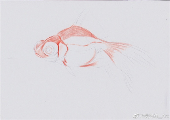 彩鉛畫動物：金魚的彩鉛畫教程