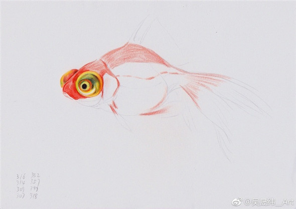 彩鉛畫動物：金魚的彩鉛畫教程