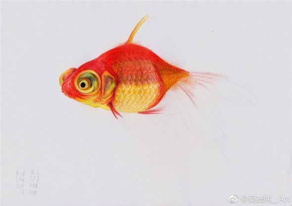彩鉛畫動物：金魚的彩鉛畫教程