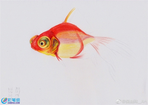 彩鉛畫動物：金魚的彩鉛畫教程