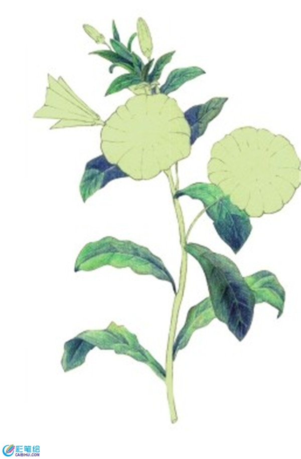 背景虛化