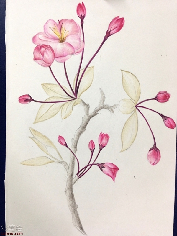 彩鉛畫櫻花