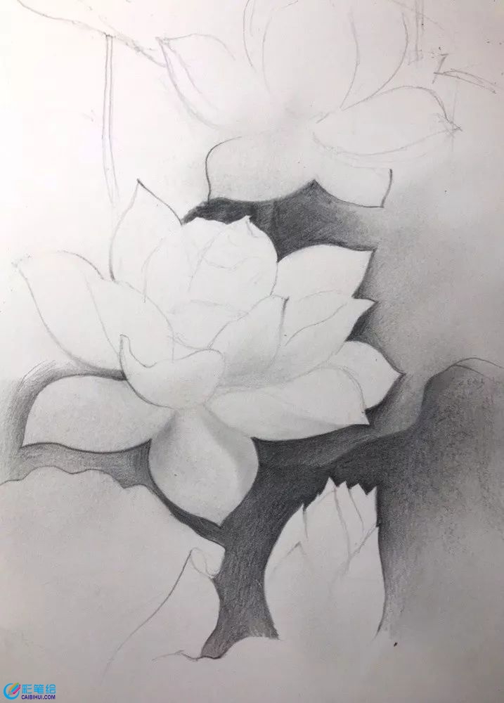 彩鉛畫(huà)白蓮