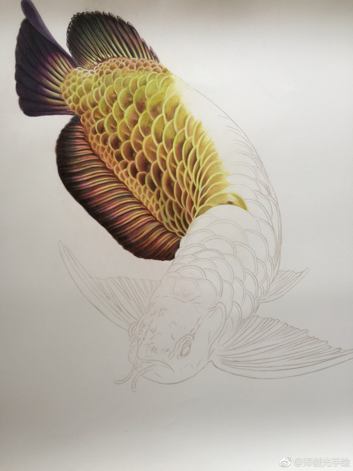 彩鉛畫(huà)金龍魚(yú)