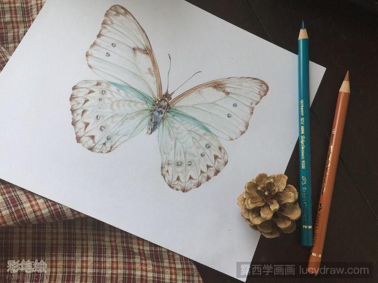 彩鉛手繪蝴蝶教程圖解
