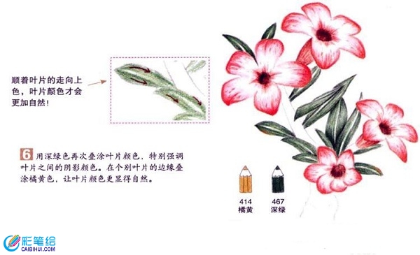 沙漠玫瑰彩鉛畫怎么畫？彩鉛畫花卉繪畫教程