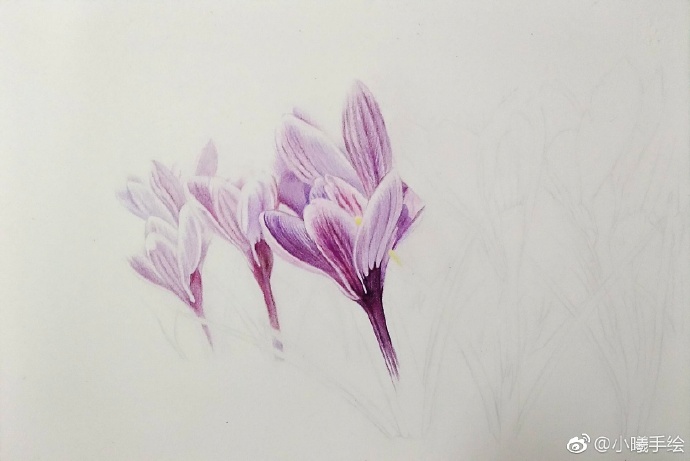 彩鉛畫(huà)花卉好心情